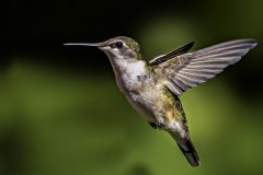 Ruby-throated hummingbird hovering in mid-air