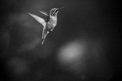 Hummingbird in flight, black and white