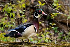 Wood duck gliding across a pond