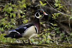 wood-duck-2024