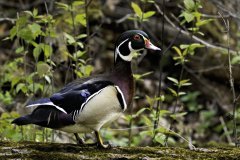 Wood duck gliding across a pond Wood duck gliding across a pond