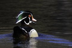 wood-duck-april-2026