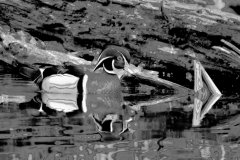 wood-duck-black-and-white