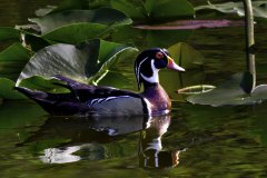 wood-duck-drake-2025