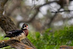 Colorful male wood duck drake in spring