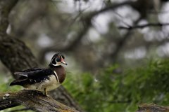 Colorful male wood duck drake in spring Colorful male wood duck drake in spring