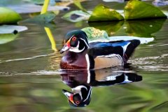 wood-duck-january-2026