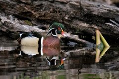 A pair of wood ducks swimming together