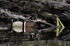 wood-duck-pair-april-2026