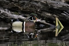 A pair of wood ducks swimming together A pair of wood ducks swimming together