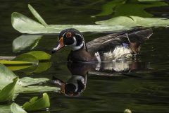 wood-duck-pair-six-mile-slough