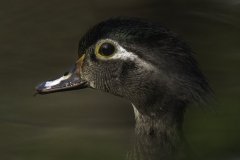 wood-duck-six-mile-slough-2023