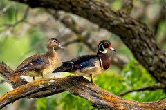 Wood ducks perched on a tree branch