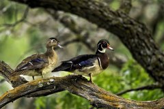 Wood ducks perched on a tree branch Wood ducks perched on a tree branch