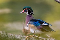 woodduck-9-14-2026