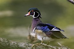 woodduck-9-14-2026 woodduck-9-14-2026