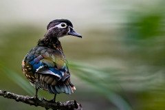 woodduckfemale