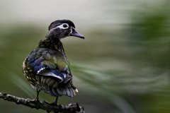woodduckfemale