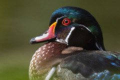 woodduckportrait