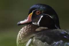 woodduckportrait woodduckportrait