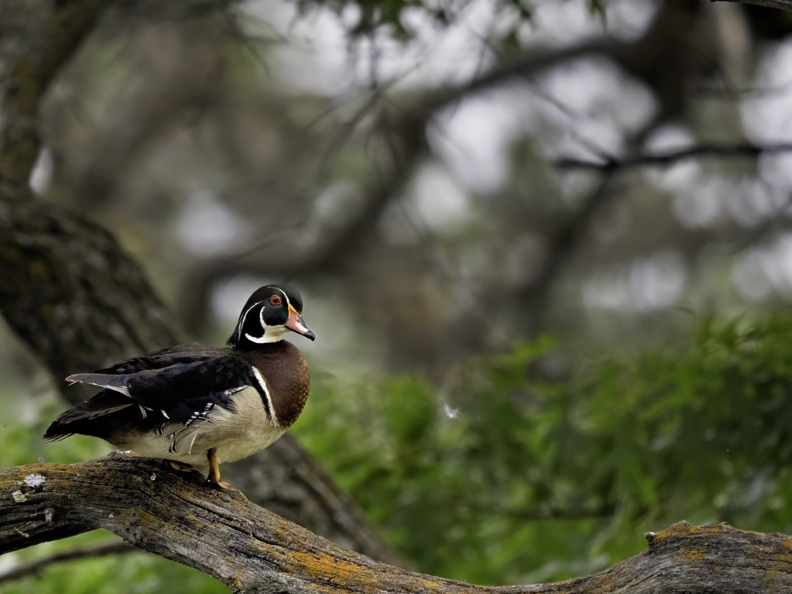 Male wood duck drake in spring plumage