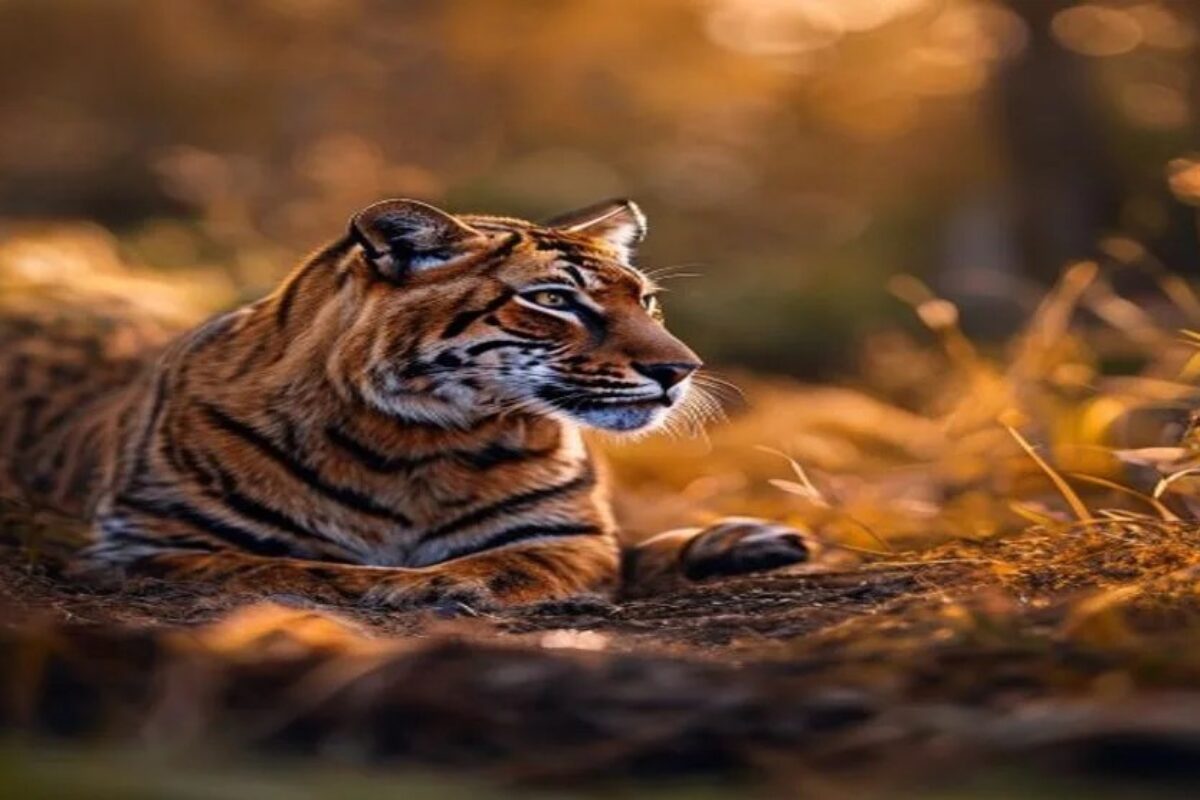 Ultimate 200-600mm Wildlife Shots