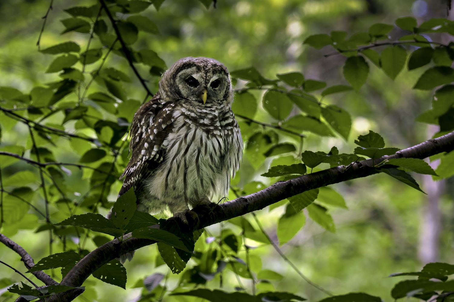 Barred owl perched on a branch at Theodore Wirth Park, Minneapolis, Minnesota