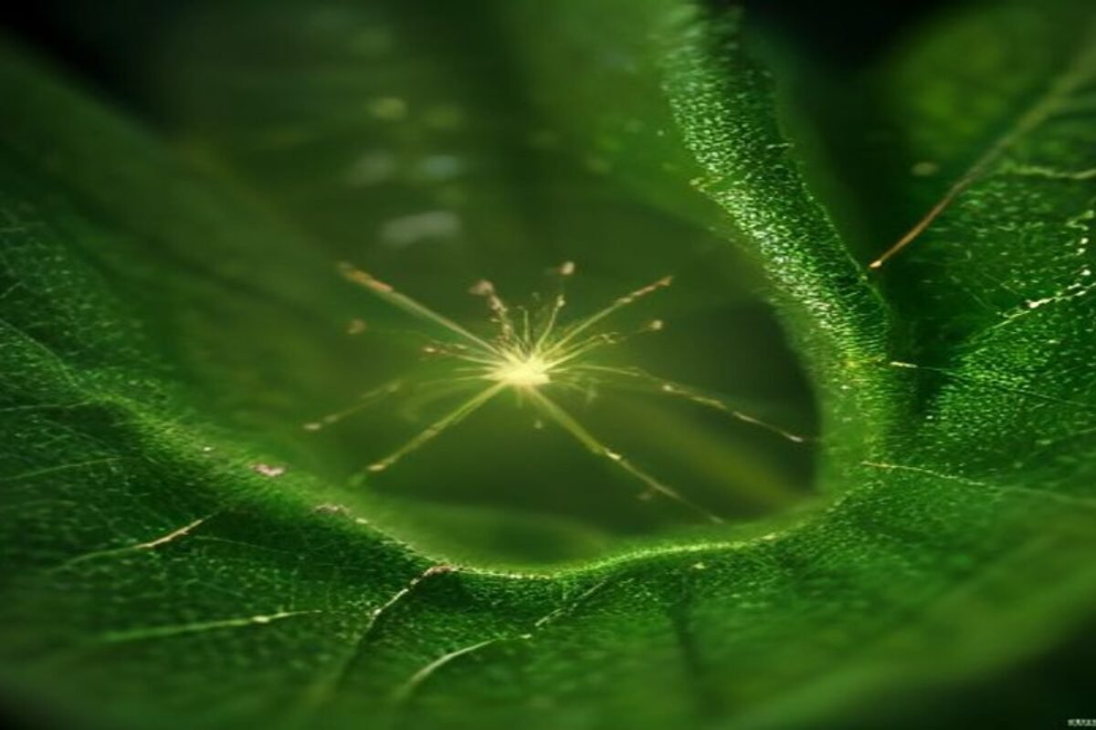 Master Macro Photography